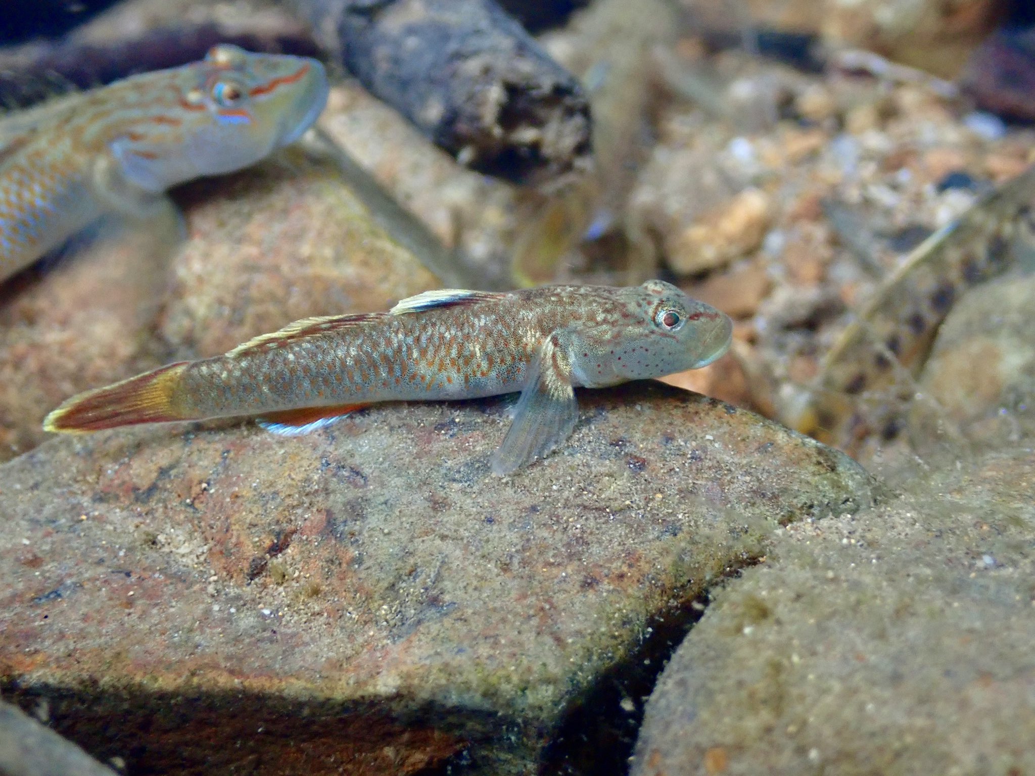 もぐりんちょ様 風鈴 (@nPR9z7jbUZYi1Az) / X