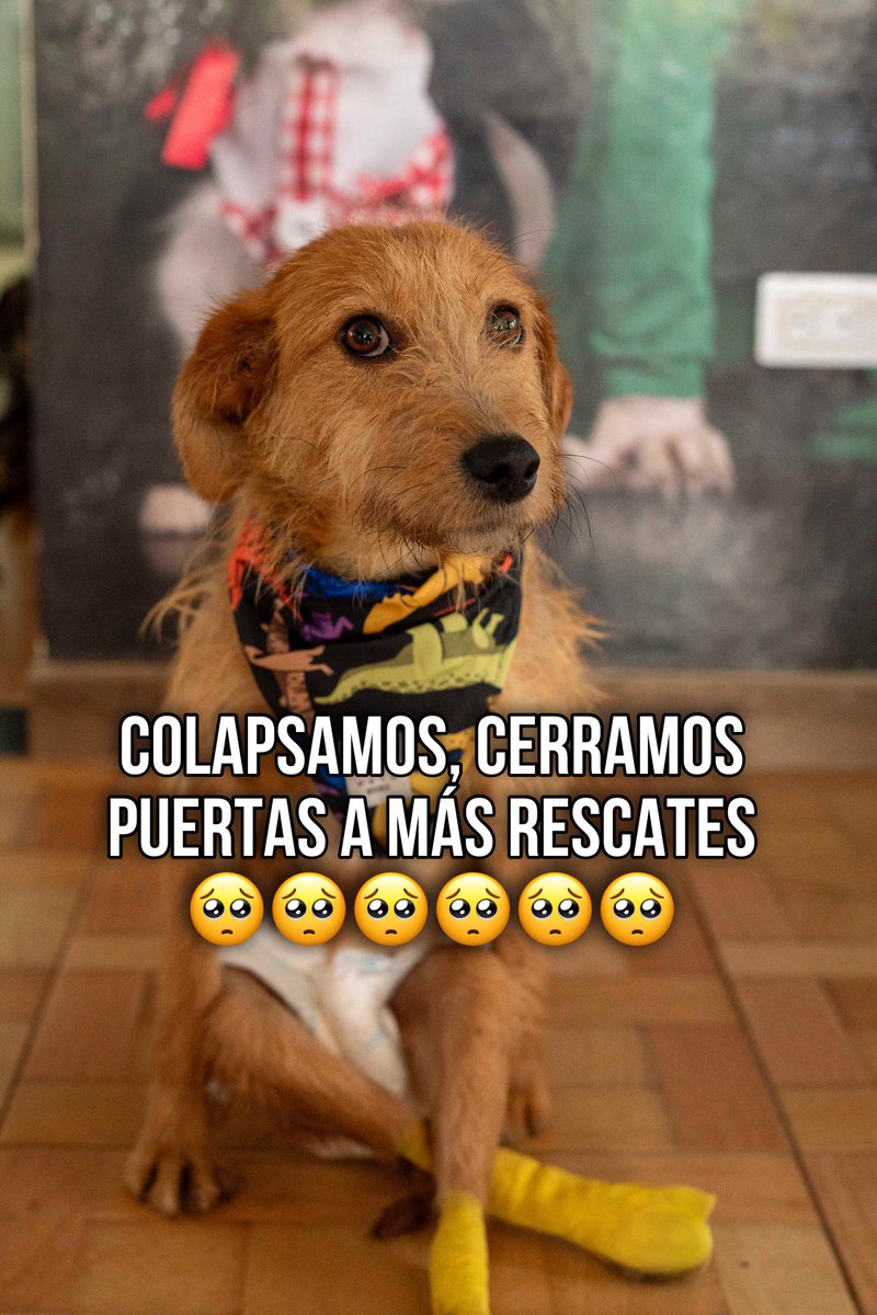 Asociacion de Protección Animal Mi Mejor Amigo (@asociacionmi) on Twitter photo Hoy rescatamos 4 animalitos muy mal, y durante la semana 3 más de ortopedia y por ahora estamos colapsados a pesar de abonar 7 millones esta semana la cuenta subió a 12 millones, no podemos seguir rescatando más animalitos esperamos nos entiendan, por favor comunidad de Hoy rescatamos 4 animalitos muy mal, y durante la semana 3 más de ortopedia y por ahora estamos colapsados a pesar de abonar 7 millones esta semana la cuenta subió a 12 millones, no podemos seguir rescatando más animalitos esperamos nos entiendan, por favor comunidad de