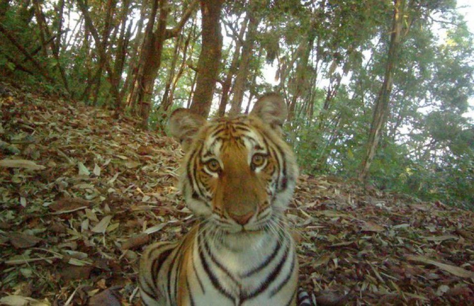 gougar! (@gougaronline) on Twitter photo staring contest go staring contest go