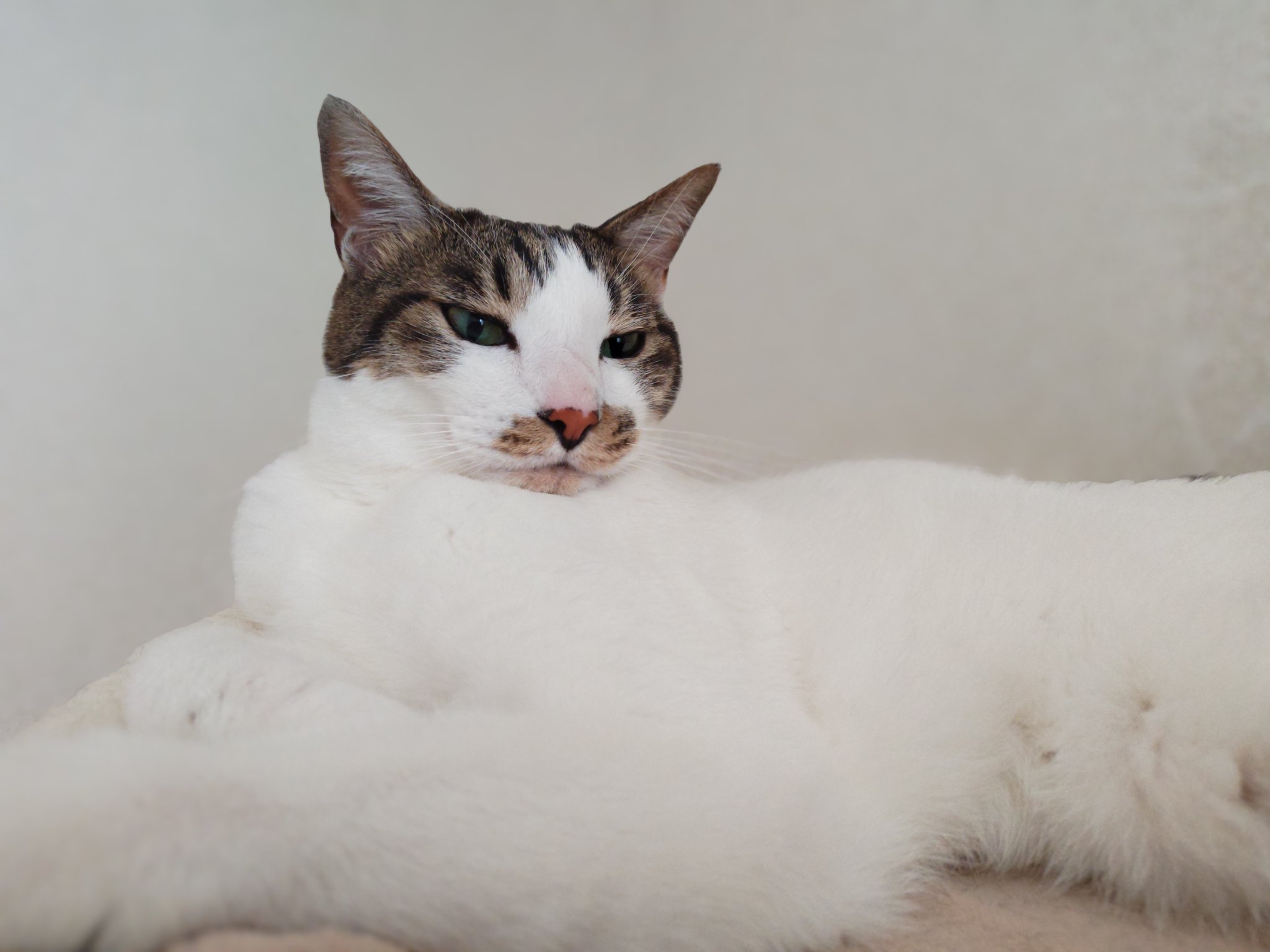 保護猫ひろばラブハピ on X: 