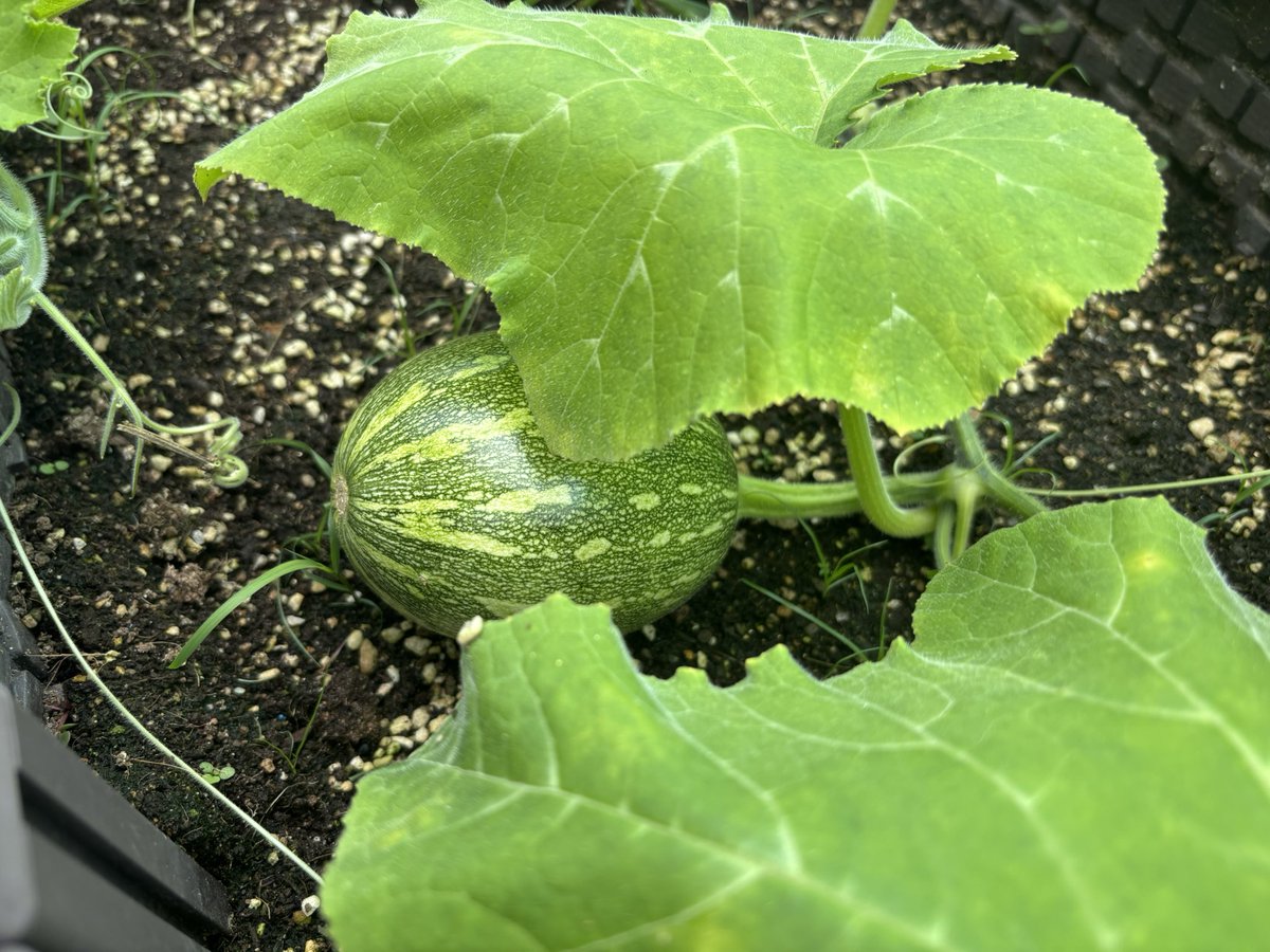 열 일 중인 꿀벌느님. 
늘어나는 호박들