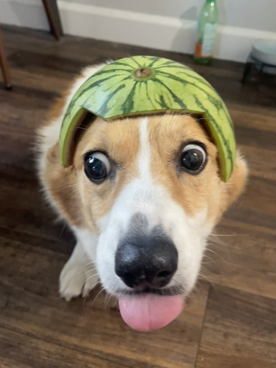 AnaTheCorgi's tweet image. Summer 🍉
#CorgiCrew #WeekendVibes