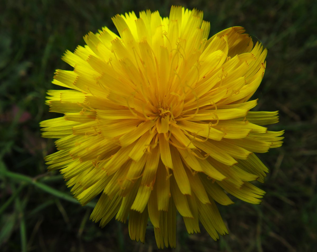 Becoming bestows a brightening bloom, boosting &amp; beautifying for
#SundayYellow !
💚 ☀️ 🌼 💚
