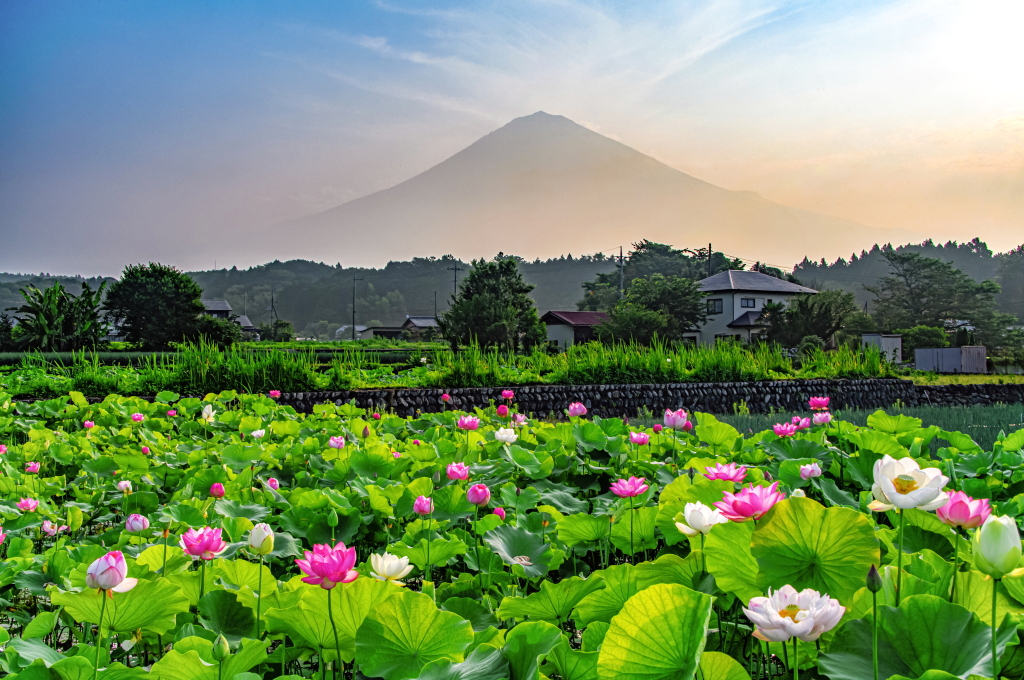 おはようございます。
蓮の花が咲く里山からの霞み模様の富士山です！