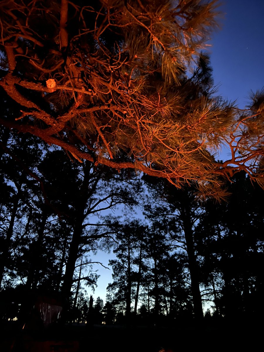 MLL 🎶 tweet media