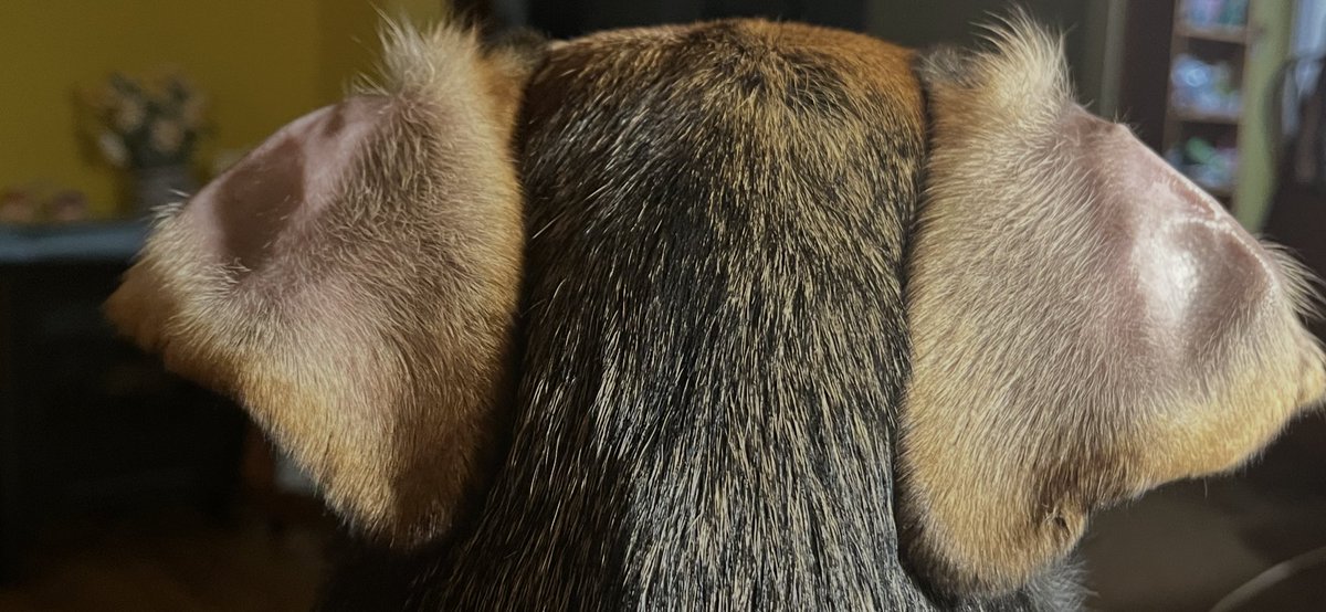 <a href="/AudraBeann/">Broth Queen</a> Gracie is all ears for the hard shill as well! She went to therapy too 🤗