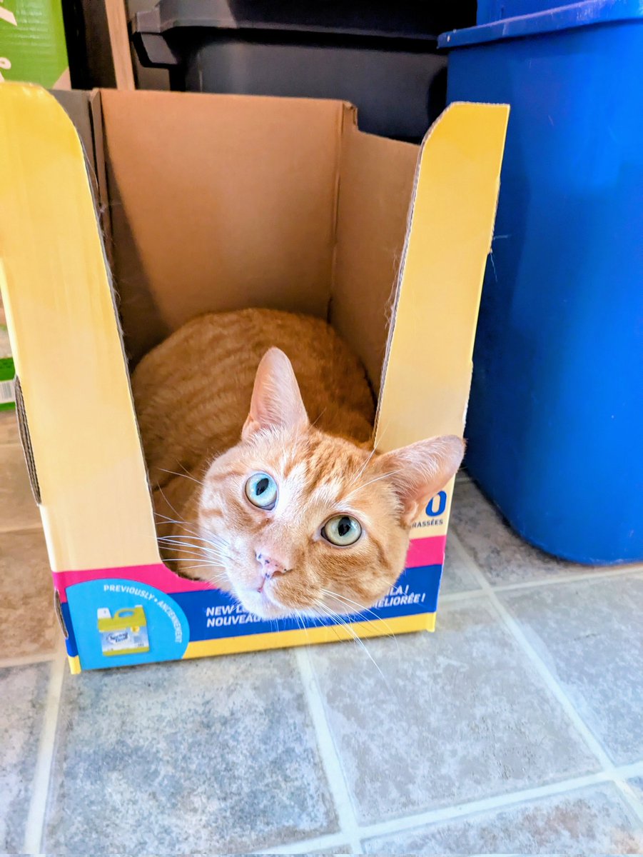JodesJots's tweet photo. Happy #Caturday 
#LifeWithAngus https://t.co/rk6YZDuAWM