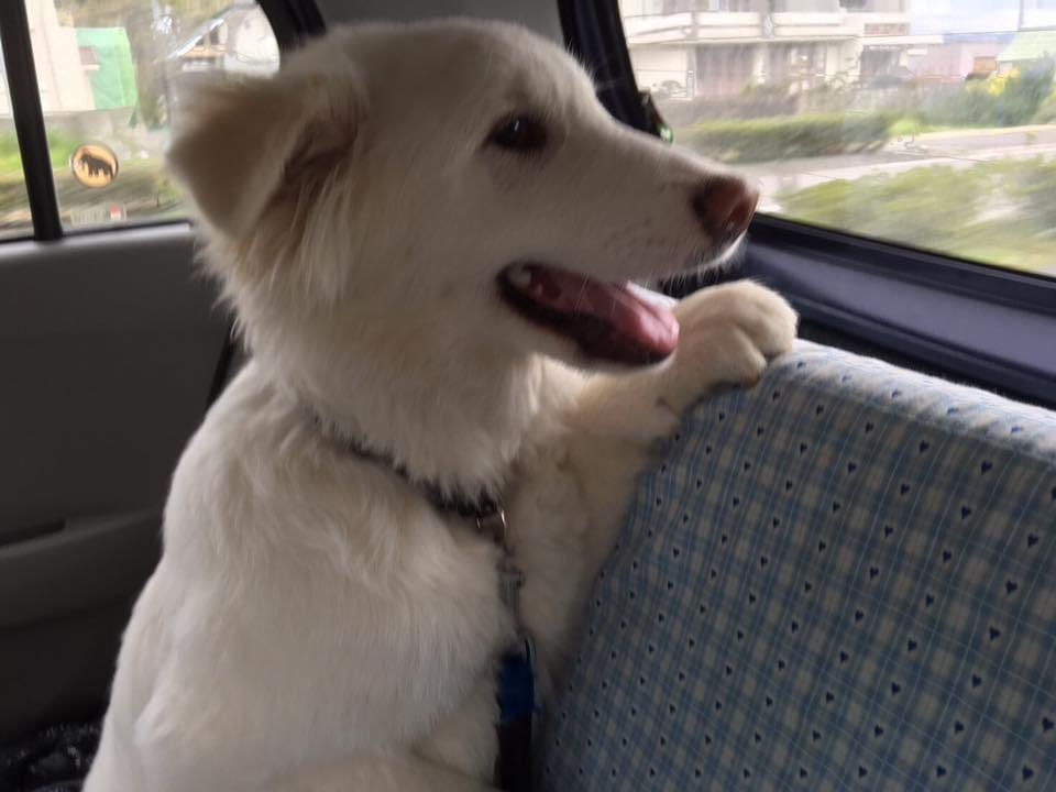 peacewanko's tweet photo. @Bonchan331 初めて車乗った日。好奇心旺盛で、きょろきょろしてました^_^ https://t.co/O5rLluthuH