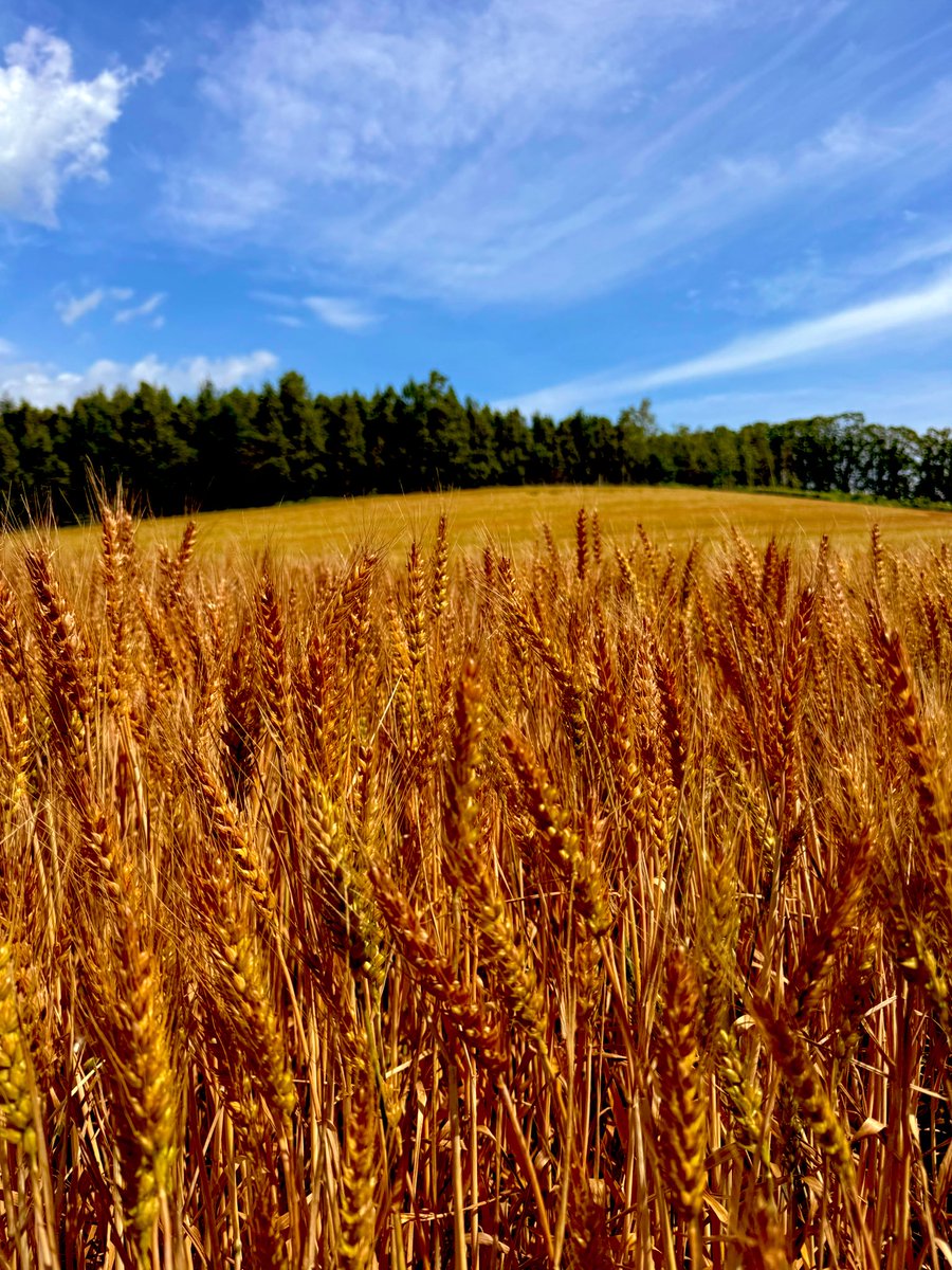 TskYou0818's tweet photo. 美瑛の麦畑が素敵すぎた✨🌾 https://t.co/OU77jdHR91