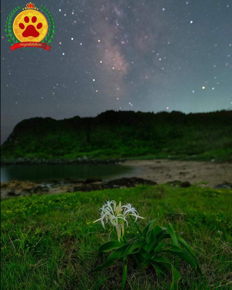 nekocafe_star's tweet image. 7月6日、星空gallery
『今日の1枚』より
📷photographer : toshiy.photo
instagram.com/p/DLvwp__BaN5/
#猫のいる星空cafe