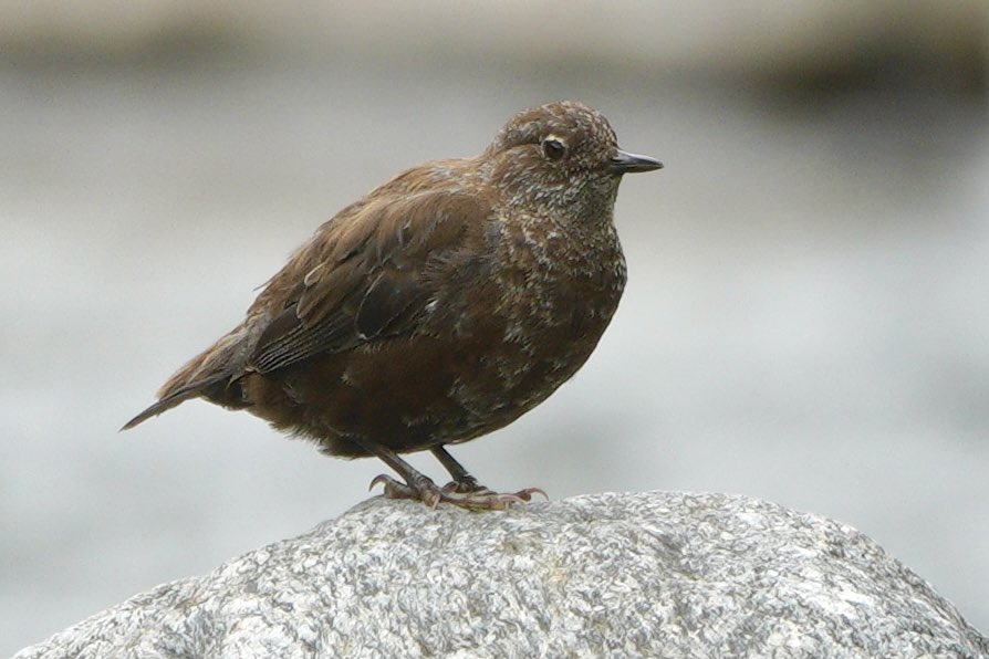 SanjayTiwariQED's tweet photo. Spotted a Brown Dipper!
Perched like a monk on a massive rolling stone in the Kalsa river at Chanfi, Uttarakhand.
This elusive bird is a master diverβcalm above water, acrobatic beneath.
#Birding #BirdsofUttarakhand #BrownDipper https://t.co/UpdIL2uWbF