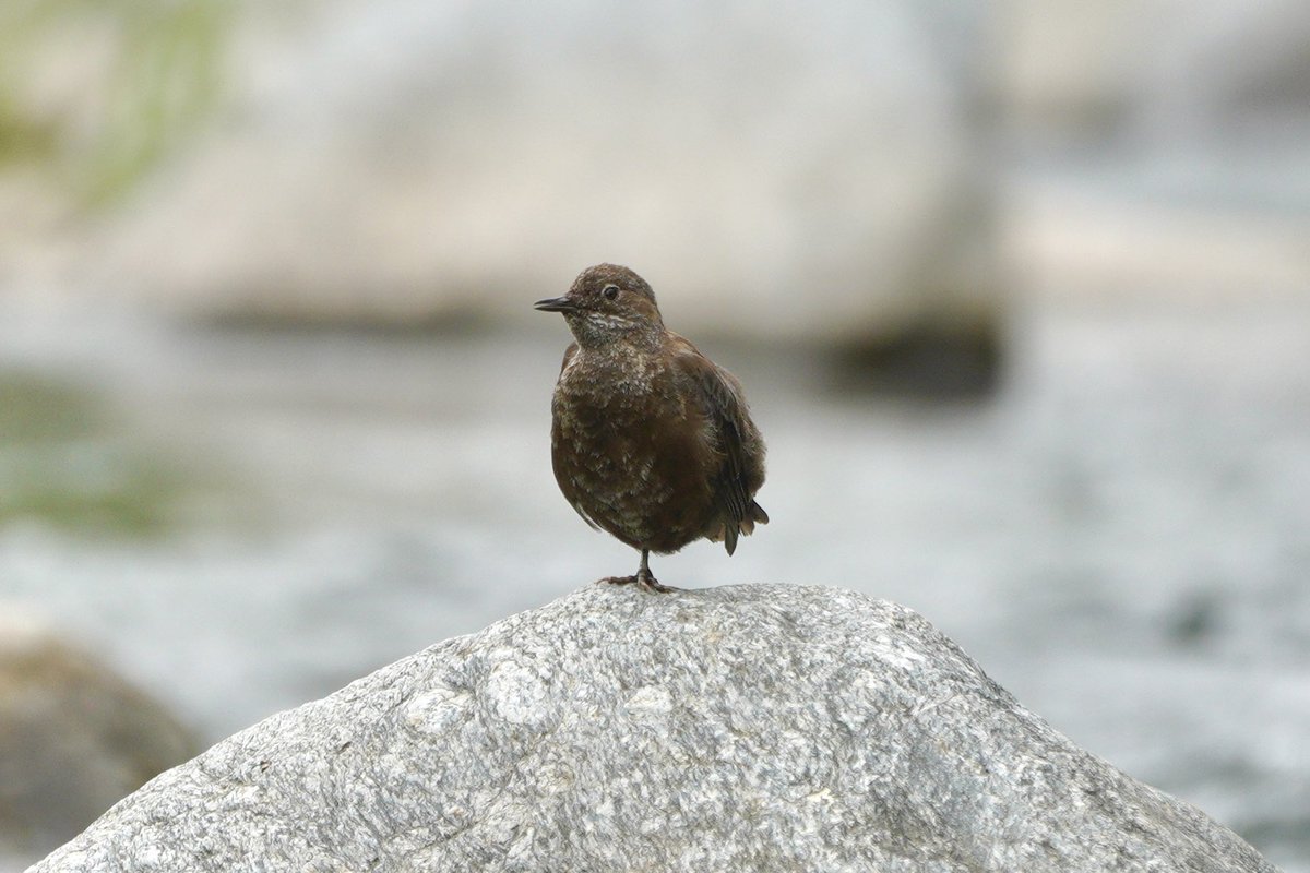 SanjayTiwariQED's tweet photo. Spotted a Brown Dipper!
Perched like a monk on a massive rolling stone in the Kalsa river at Chanfi, Uttarakhand.
This elusive bird is a master diverβcalm above water, acrobatic beneath.
#Birding #BirdsofUttarakhand #BrownDipper https://t.co/UpdIL2uWbF