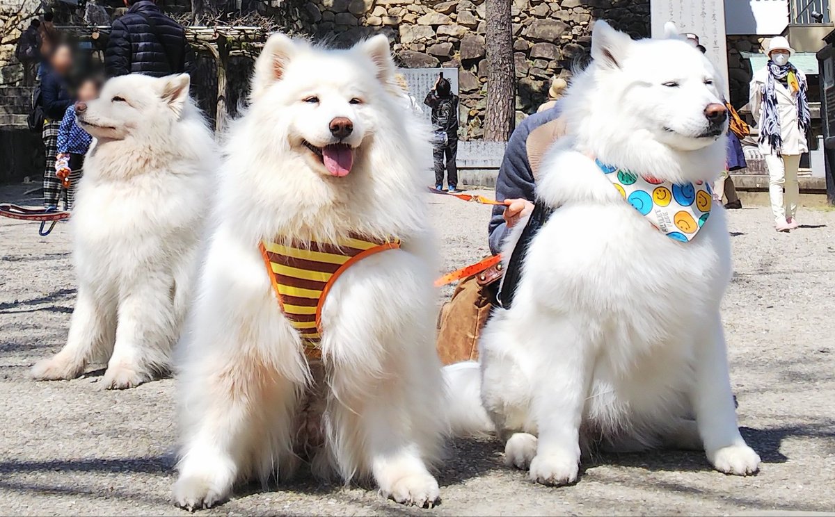 Samoyed サモエド セーラーカラーコート Samoyed サモエド セーラー