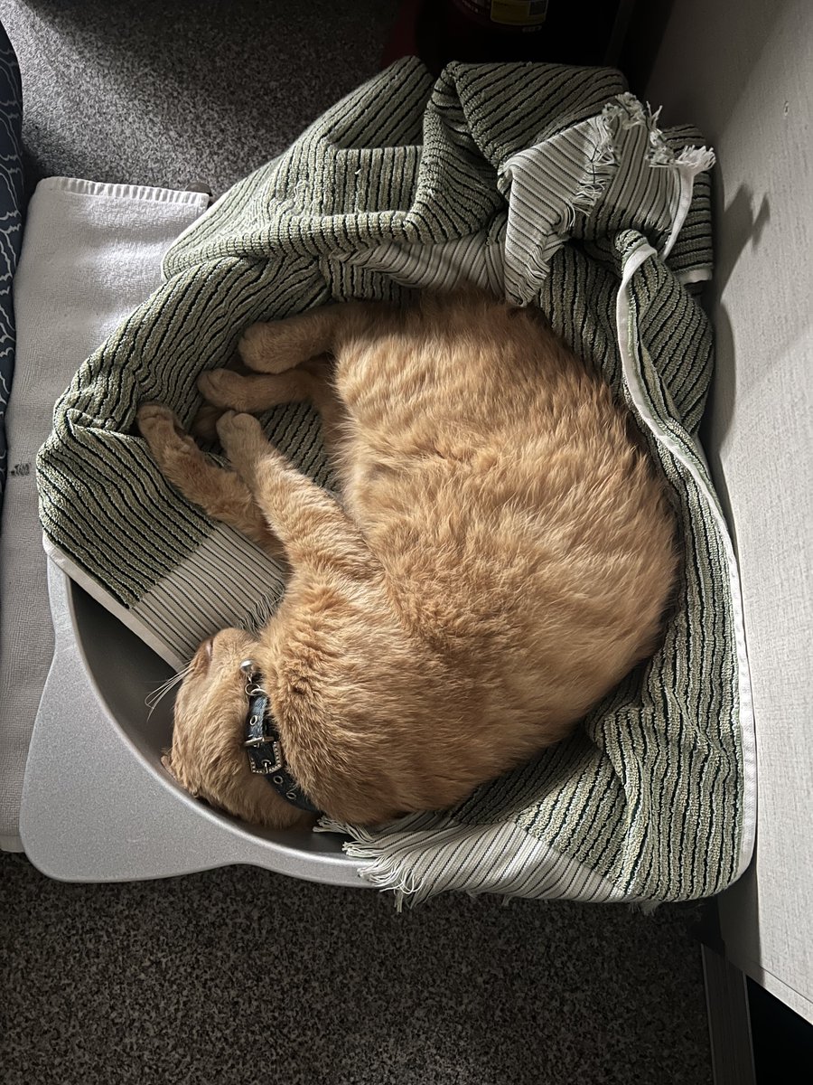 夏用のネコ鍋は、自分のニオイ付きタオルを敷いたら結構お気に入り🤩