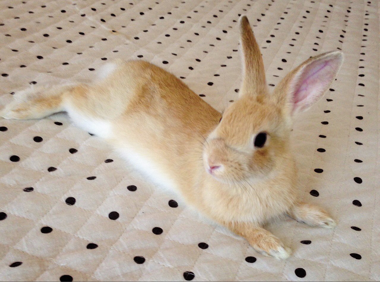 うさぎりんページ うさね 🐰🥕🌙 on X: 