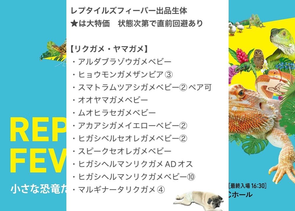 FReptiles's tweet image. #レプタイルズフィーバー　#レプフィー
#ファインレプタイルズ
#FINEREPTILES