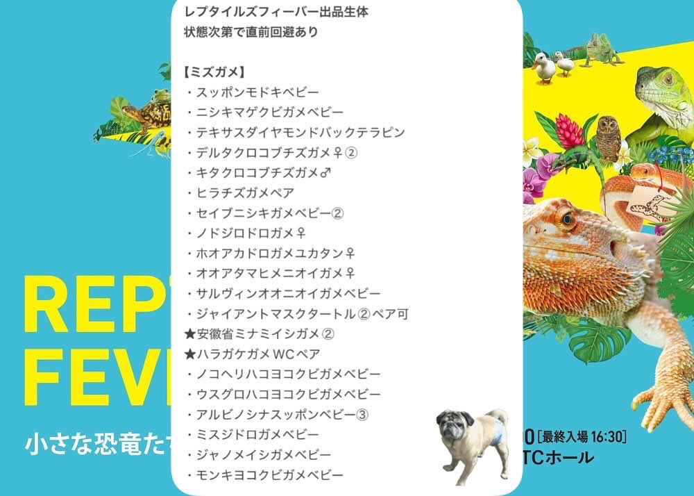 FReptiles's tweet image. #レプタイルズフィーバー　#レプフィー
#ファインレプタイルズ
#FINEREPTILES