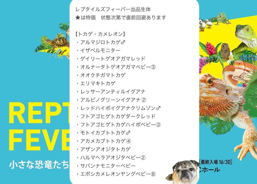FReptiles's tweet image. #レプタイルズフィーバー　#レプフィー
#ファインレプタイルズ
#FINEREPTILES