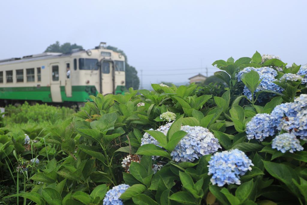 皆様、おはようございます。小湊鐵道へ、やって来ました。
上総久保駅近くの紫陽花は、この連日の暑さ☀️😵💦で、やや弱ってきている感じです。