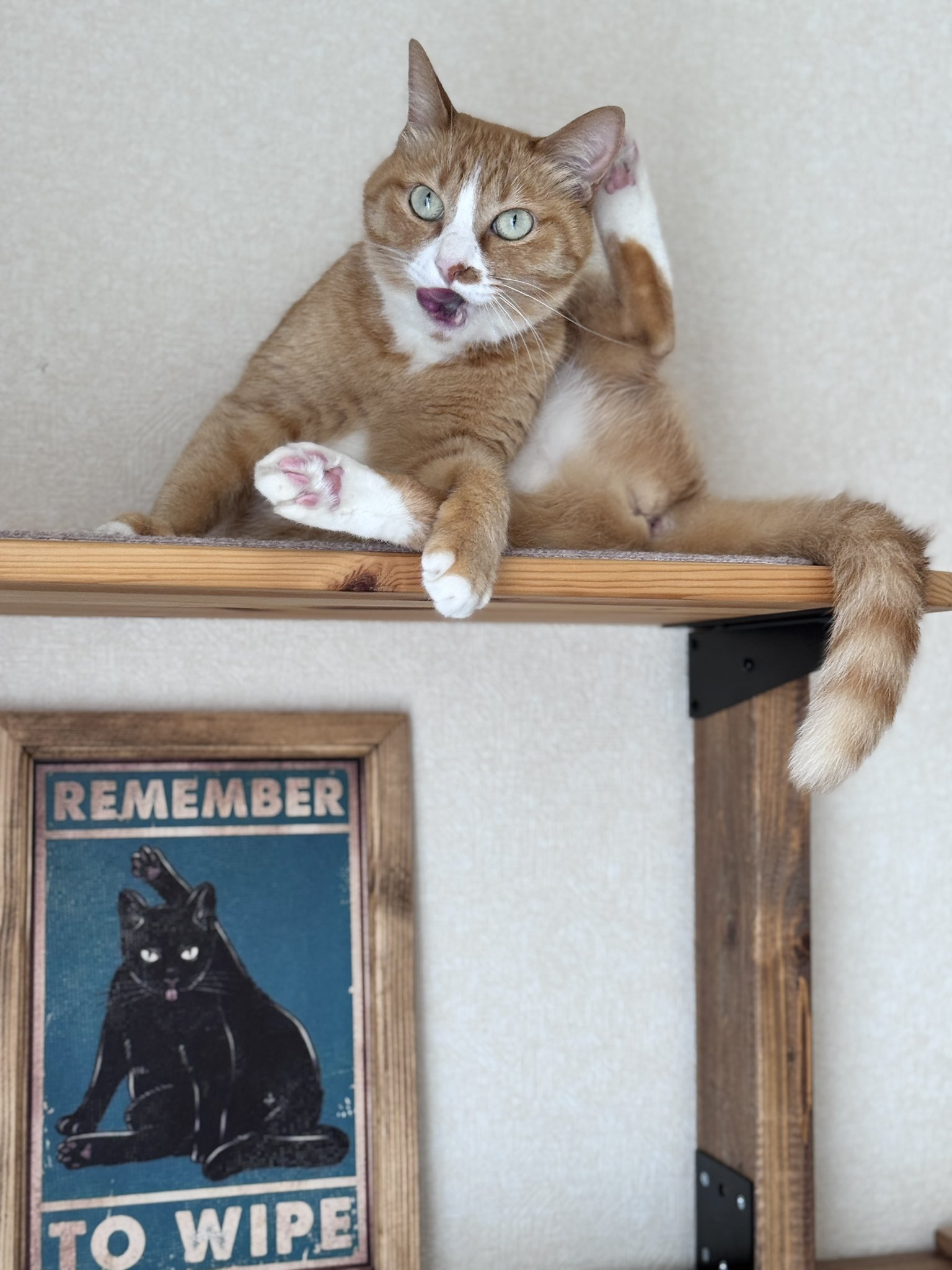 猫日是好日 on X: 