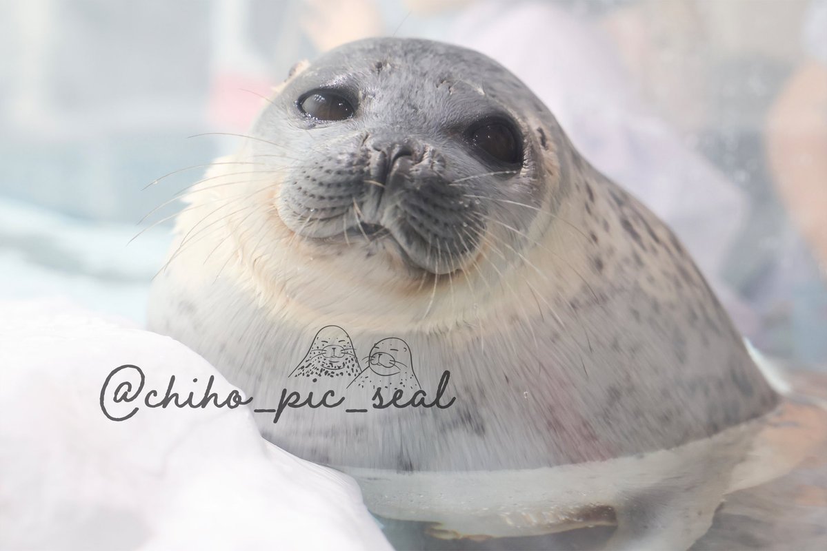 chiho_pic_seal's tweet image. ワモンアザラシのアラレちゃん♡
🦭Ringed seal / Arare
📆2025年撮影
📍 海遊館 Osaka Aquarium Kaiyukan
#海遊館
#ワモンアザラシ
#アザラシ
#seal