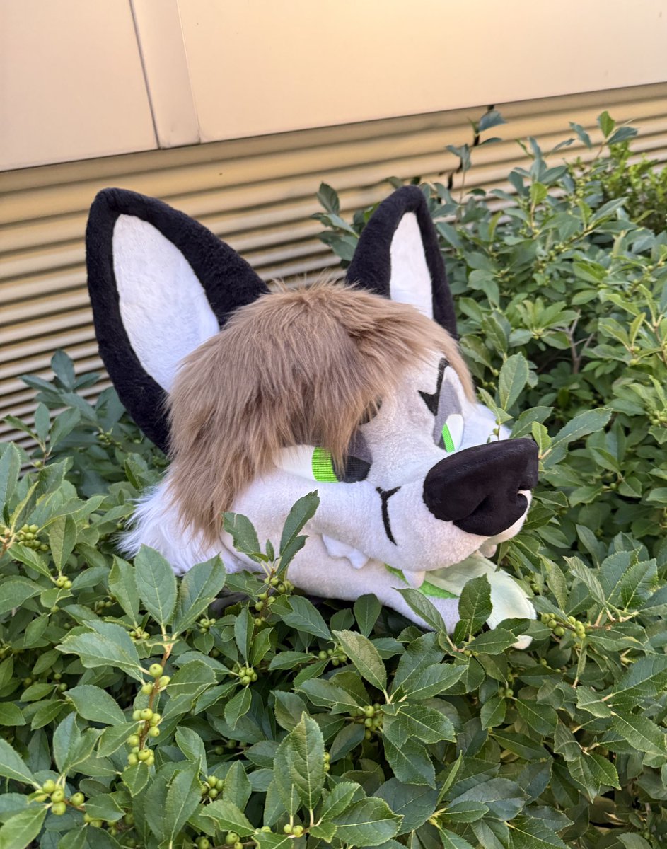 Foxcat bush growing in ripe