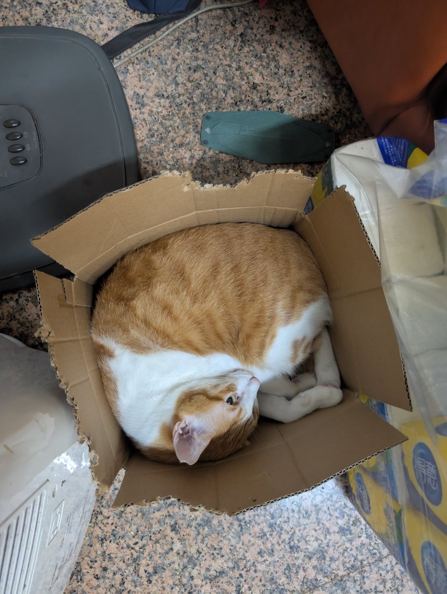 好軟Q的貓
