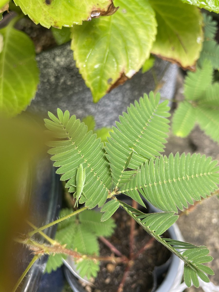 おじぎ草に赤ちゃんバッタが☺️
夏ですね〜☀️