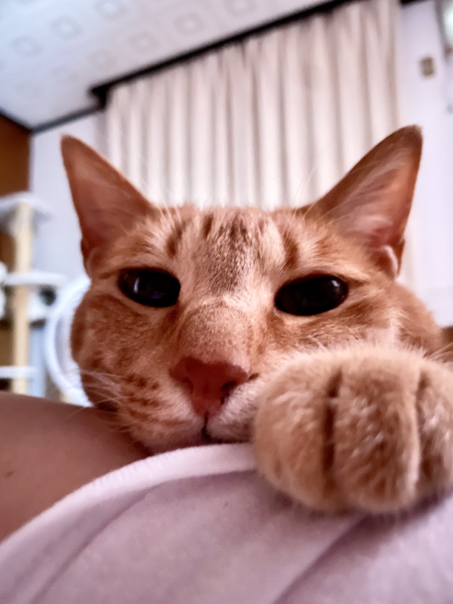TurboHina's tweet photo. ちょっぴり

おそようにゃん

#ねこ https://t.co/SP1rAmSKps