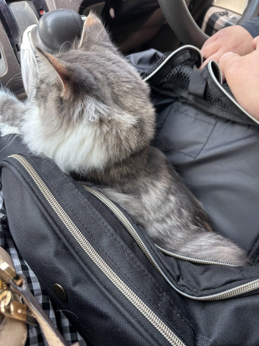 るるの抜糸！お疲れ様っした！
全裸(？)に戻りました☺️