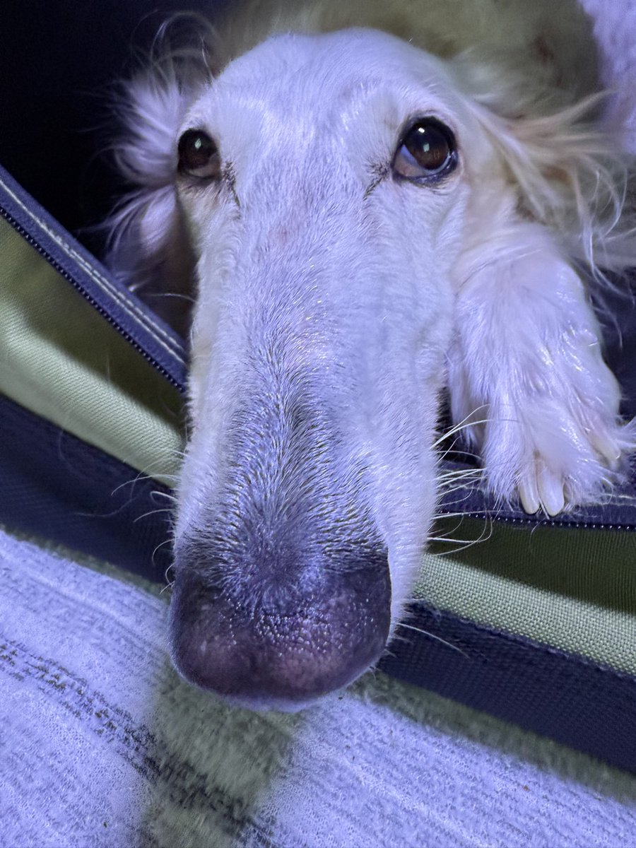 サクサラ (@sakurabolu) on Twitter photo 