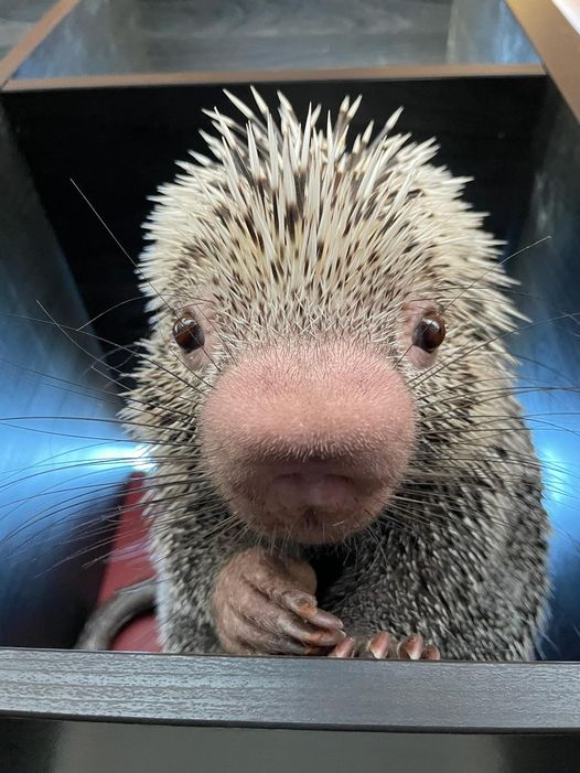 sin3ull's tweet photo. @elonmusk @ns123abc The mascot is obviously the porcupine, right? https://t.co/7eiuOOcuxY