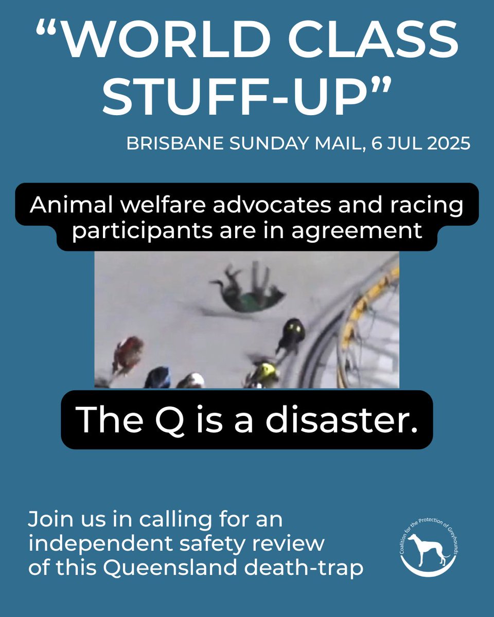 Coalition for the Protection of Greyhounds (@save_greyhounds) on Twitter photo The Sunday Mail reports the $650,000 Brisbane Cup was abandoned on Sat due to the dangerous track surface at The Q. At least 11 dogs have been killed racing at The Q & over 160 injured. <a href="/TimManderMP/">Tim Mander</a> must arrange an urgent safety audit. Image shows Travis's Scrub, killed at The Q The Sunday Mail reports the $650,000 Brisbane Cup was abandoned on Sat due to the dangerous track surface at The Q. At least 11 dogs have been killed racing at The Q & over 160 injured. <a href="/TimManderMP/">Tim Mander</a> must arrange an urgent safety audit. Image shows Travis's Scrub, killed at The Q