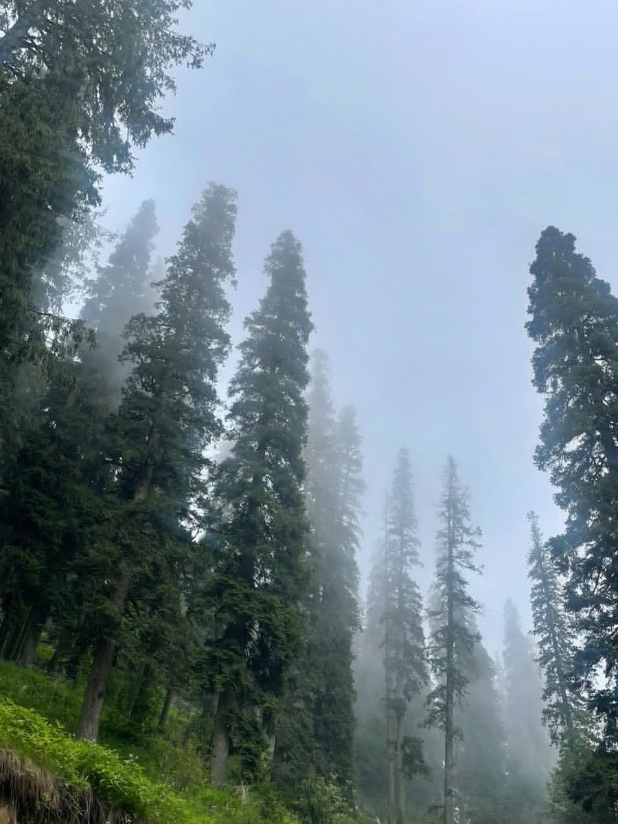 In nature nothing is perfect and everything is perfect. Trees can be contorted, bent in weird ways, and they’re still beautiful,
Nature is the purest portal to inner-peace.
The goal of life is living in agreement with nature,
      Good morning everyone 💚