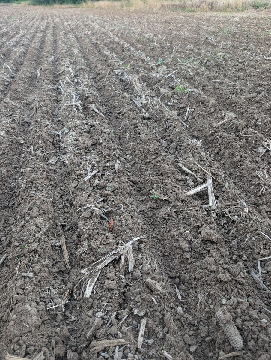 Planted pretty damn nice. Considering this is third time I don't know if it is still no til or not. It's amazing how fit ground is on July 5th.