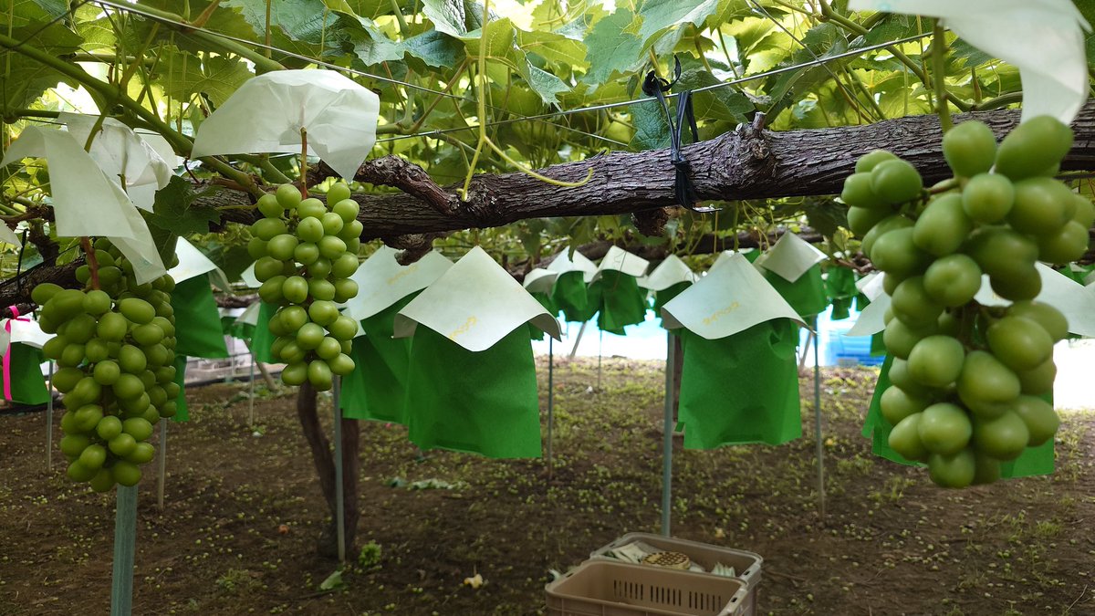 今は本摘粒、傘袋掛けで仕上げです
あと10日ぐらいでしょうか
#シャインマスカット