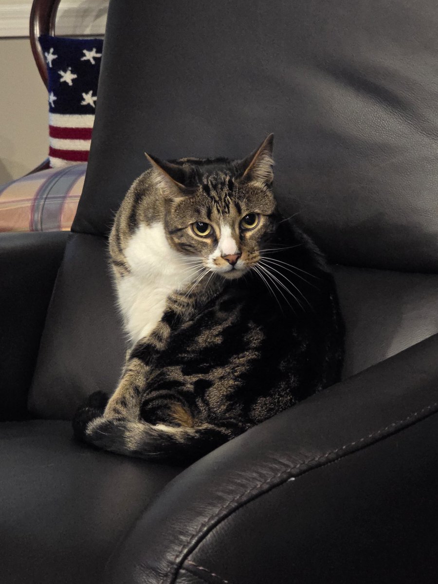 Happy #Caturday, everyone.  I hope the fireworks have not freaked out our feline friends.....