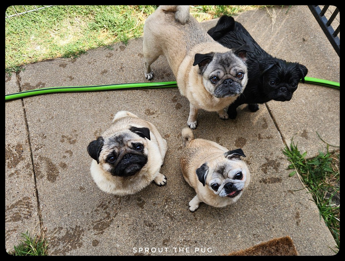 Wet puggies - post splash pad fun, pre toweling off fun 🙃

#funday  #july4th #independenceday🇺🇸 #splashpadfun #puglife #blackpugpuppy #pugpuppy