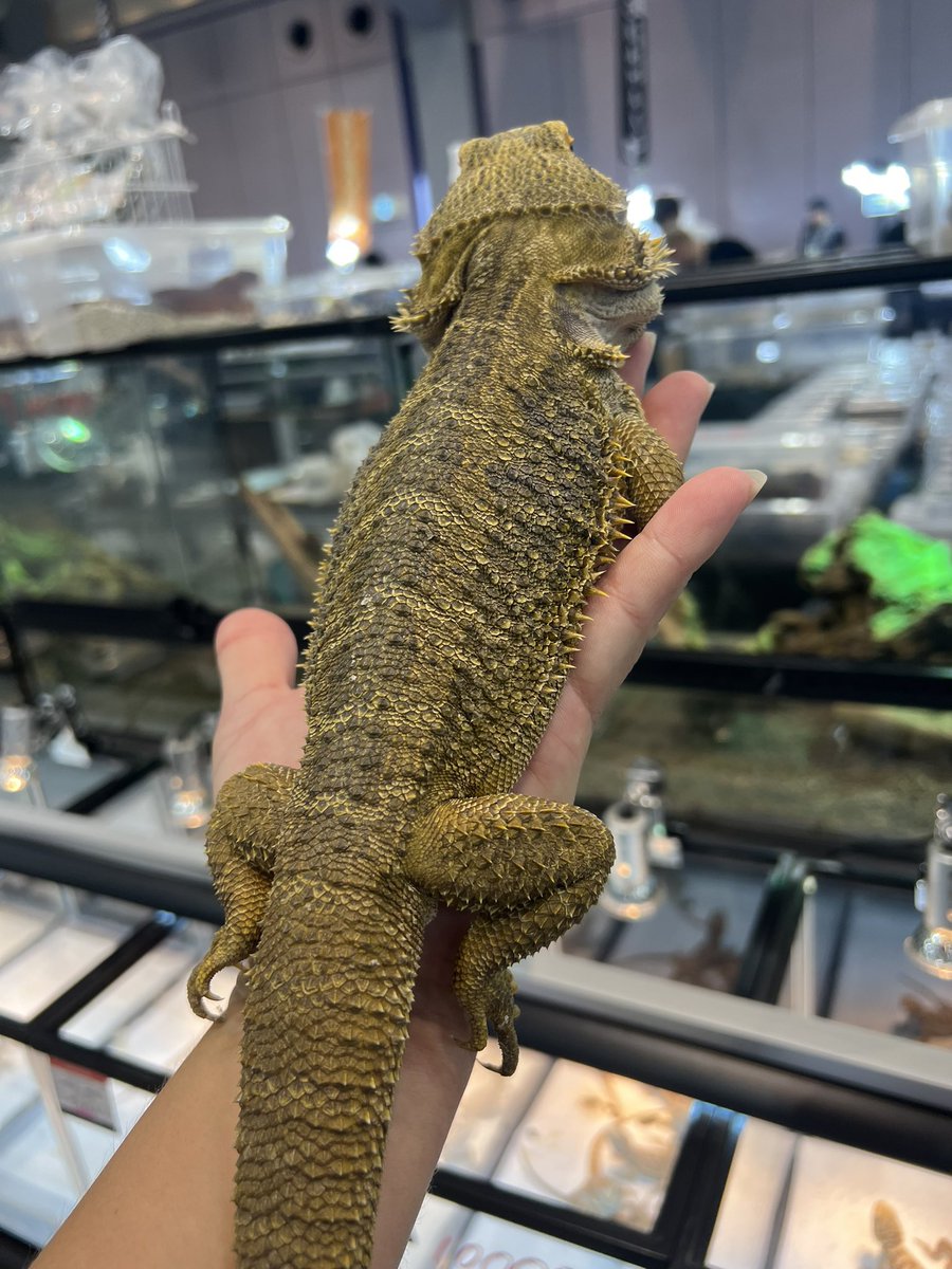 温まったらとんでもないくらい黄色い子😍