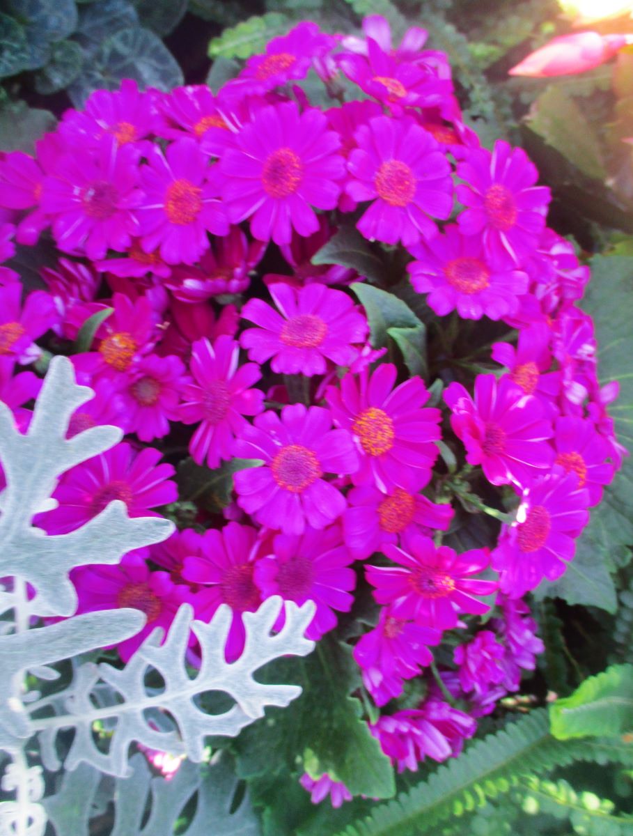 Ciao miei carissimi amici
Buona domenica🌹