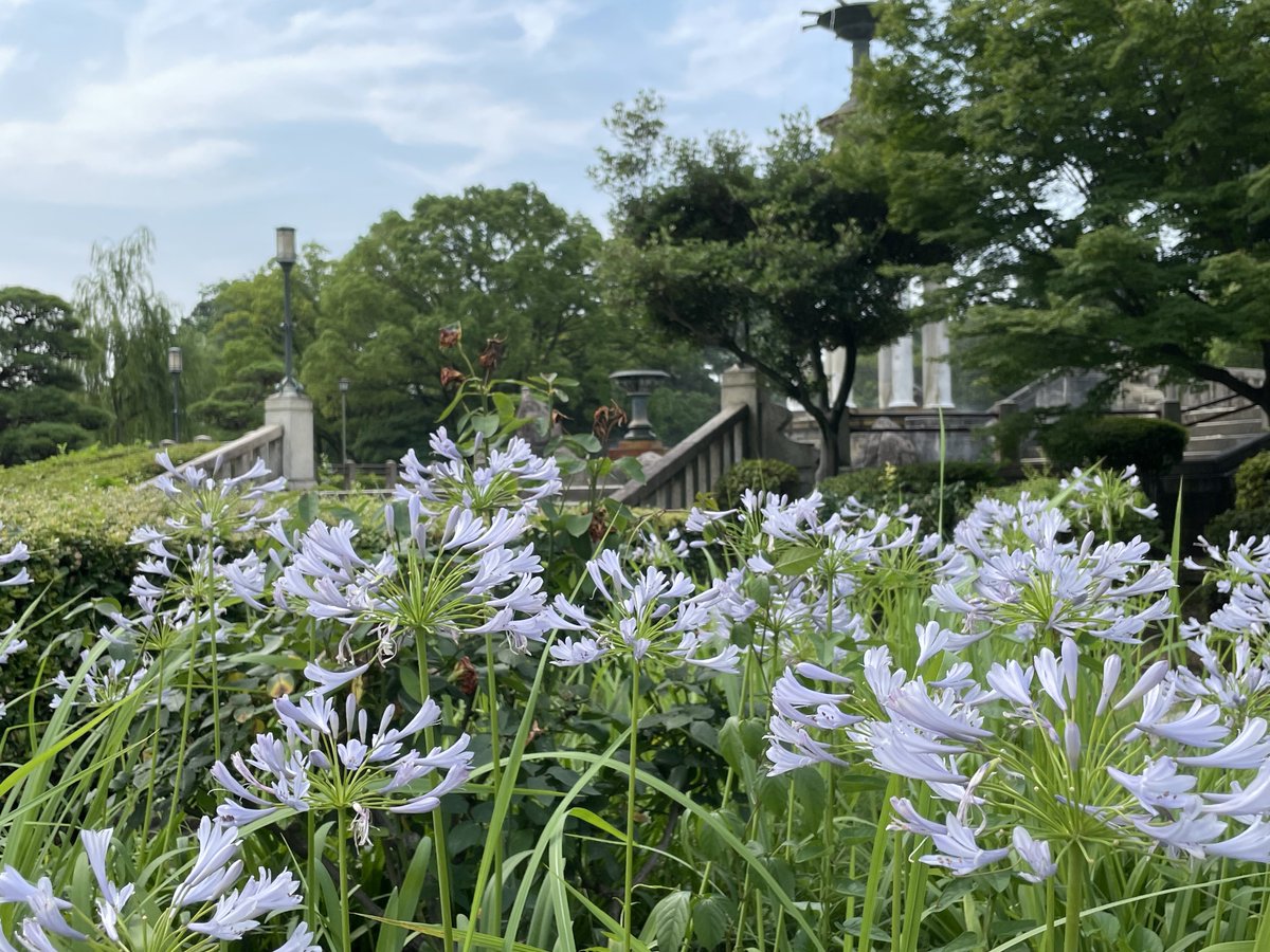 暑い日ですが鶴舞公園へ散歩に
今はハスが見頃です