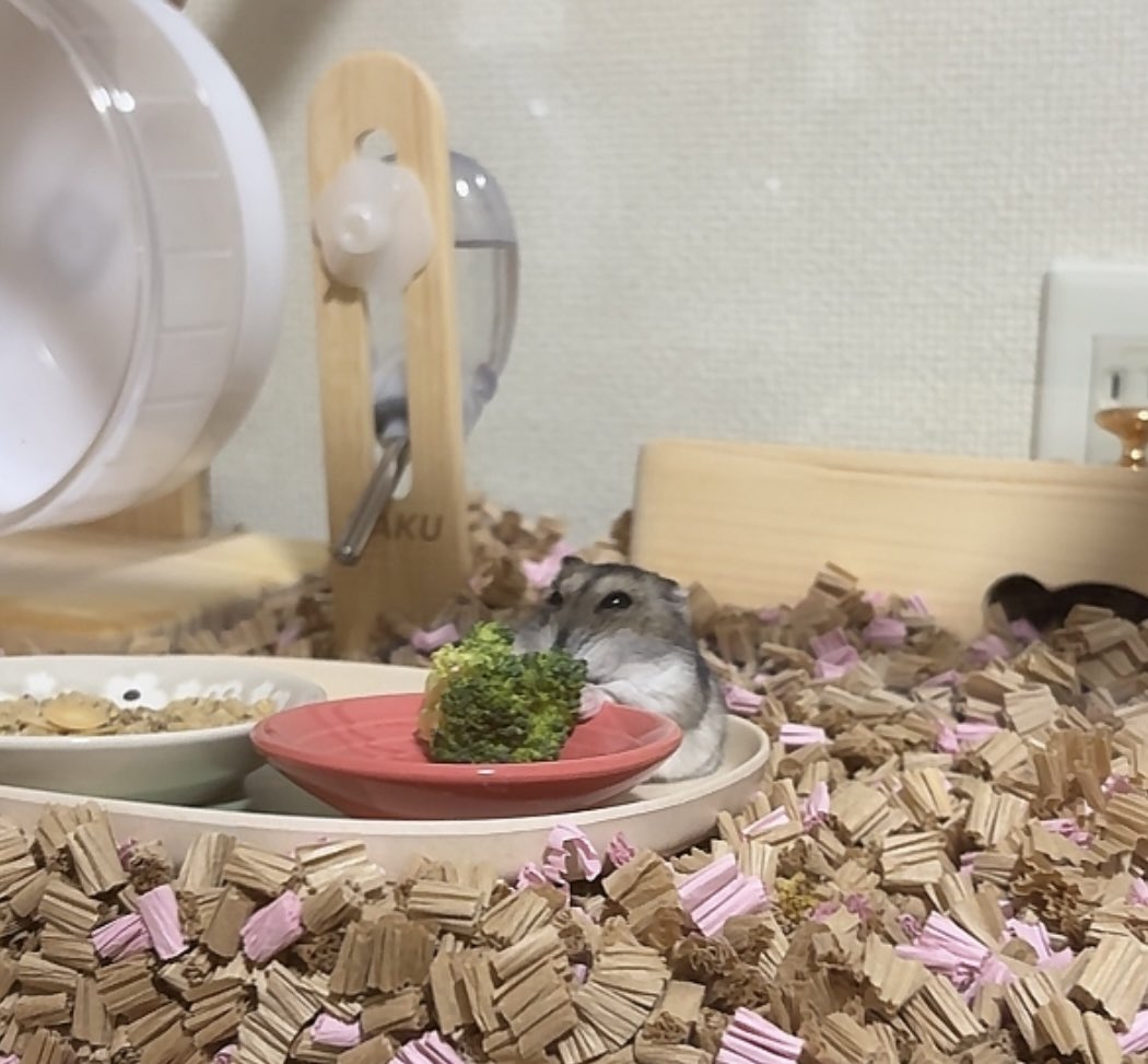 hamhikos's tweet image. ハムスターだって色々な顔があるんです…

#さく