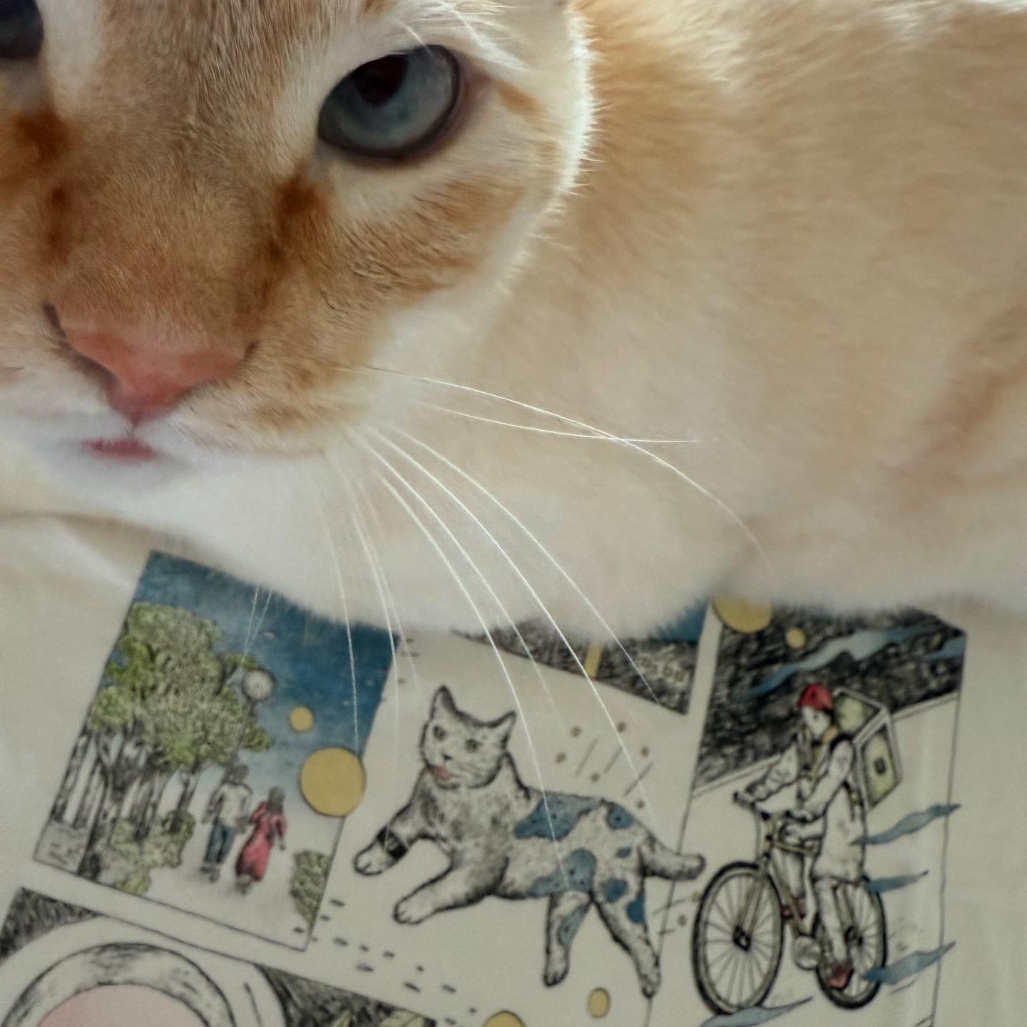 The Ravens ロゴクッション　新品未開封 GFOWpn9b0AAojAT.jpg