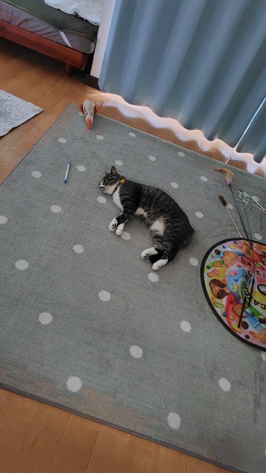 コーヒーいれて帰ってきたら誰かに倒されてたオンナ🐈 