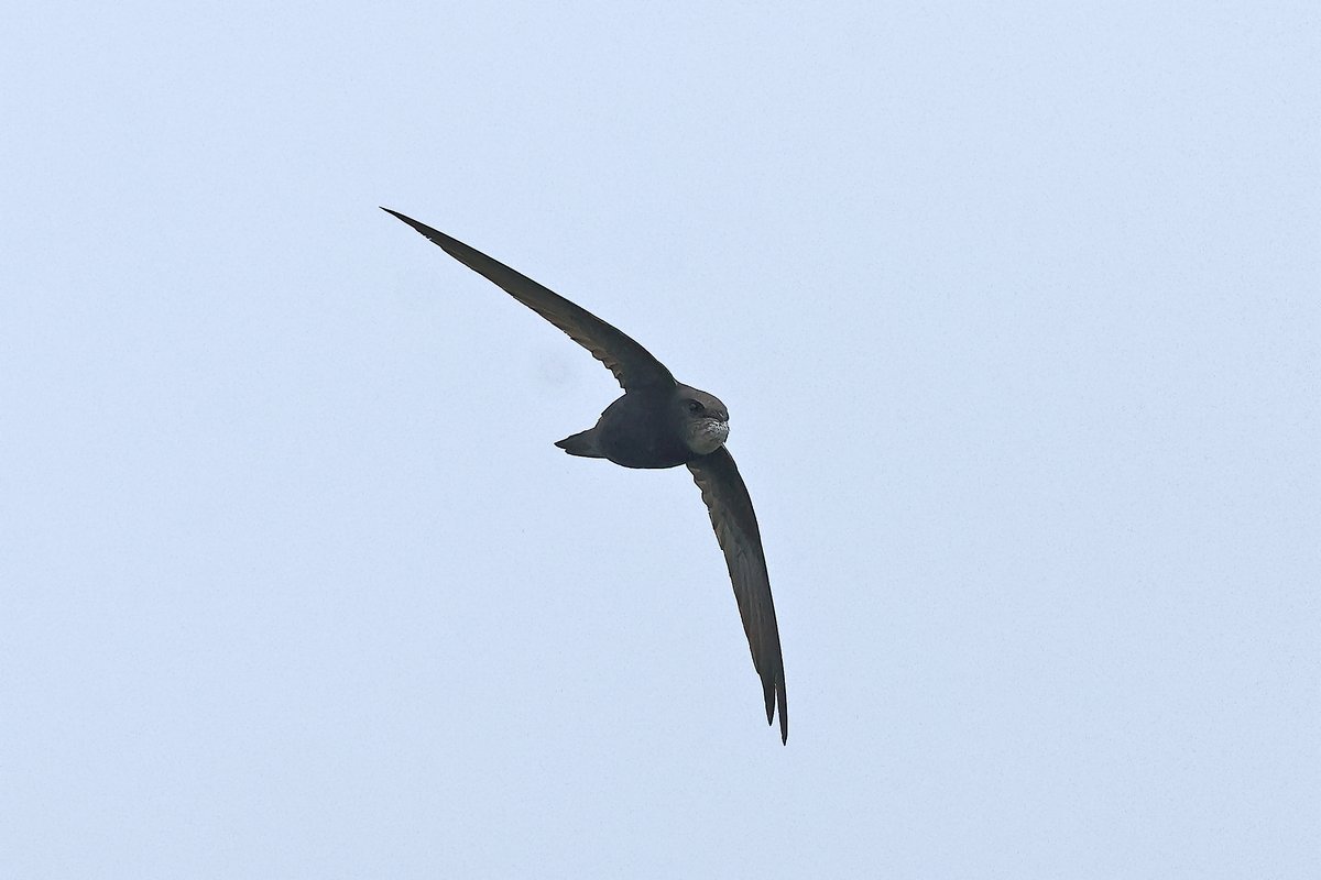 Great to see swifts at Torcross 05/07/25