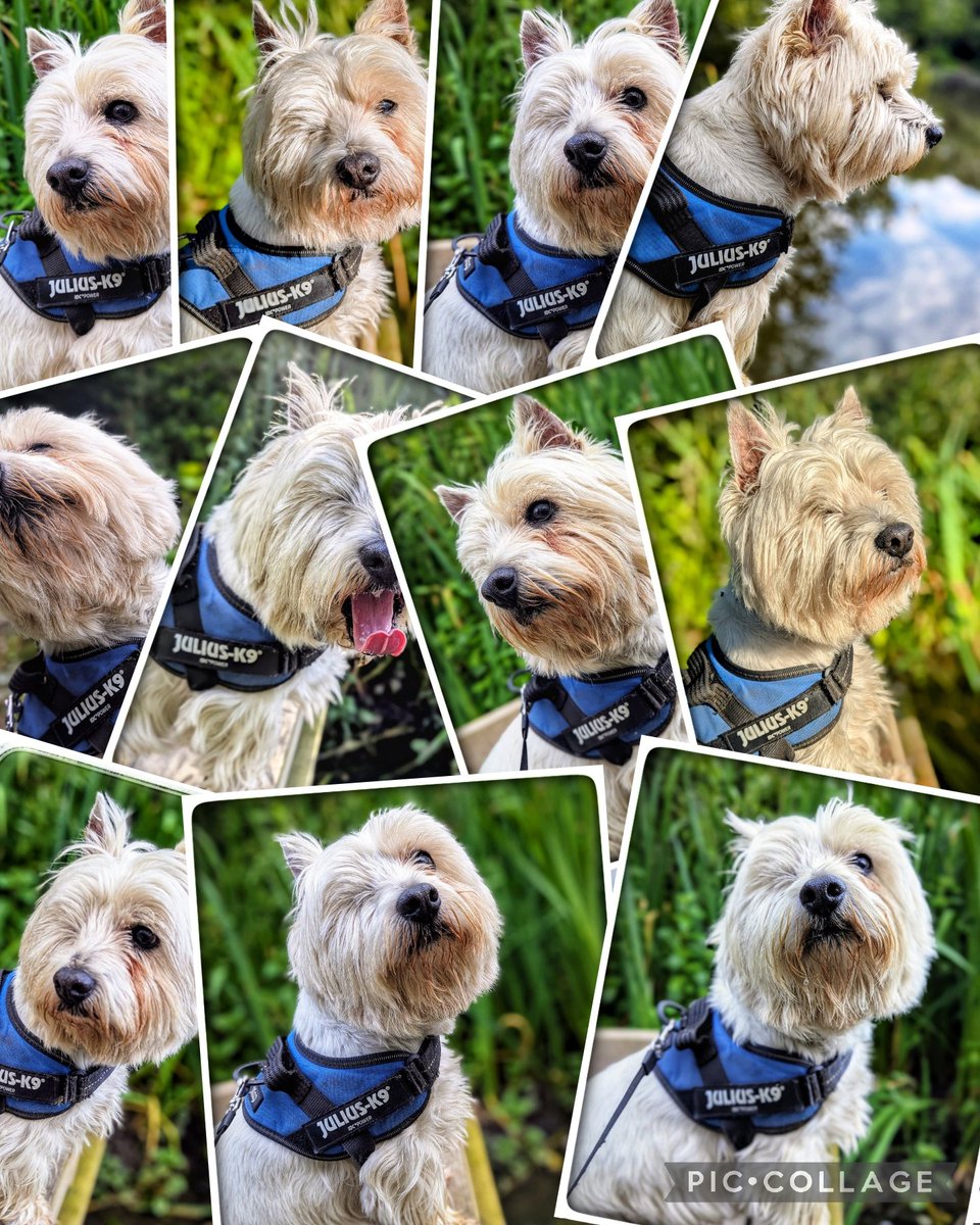 #Summer walks 
First collage of Summer 🌼
We've seen swifts &amp; swallows 
House martins too 
Listened to chiffchaff chiff-chaffing 
The young moorhens growing up 
Crickets, butterflies &amp; bees 
Things that make me happy 💛
#Gentleness 🩵
#Ready4Freddie 💚🐶 
#KeepGoing x⛅