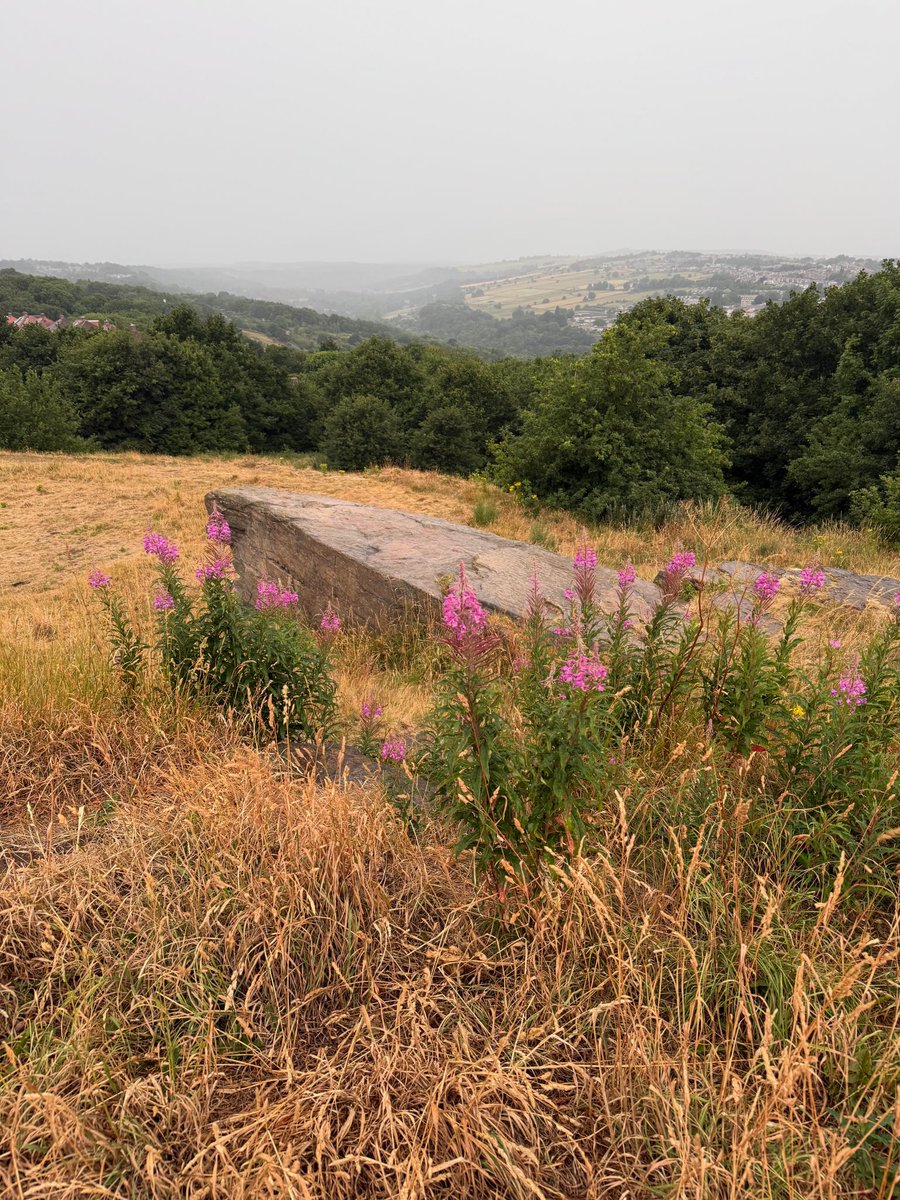 What a difference a day makes on my #briskwalk #rain