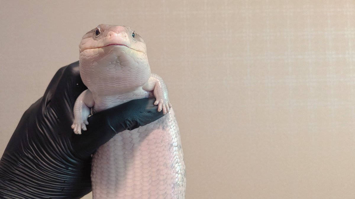 ˗ˏˋ𝐩𝐨𝐤𝐤𝐞ˎˊ˗ tweet media