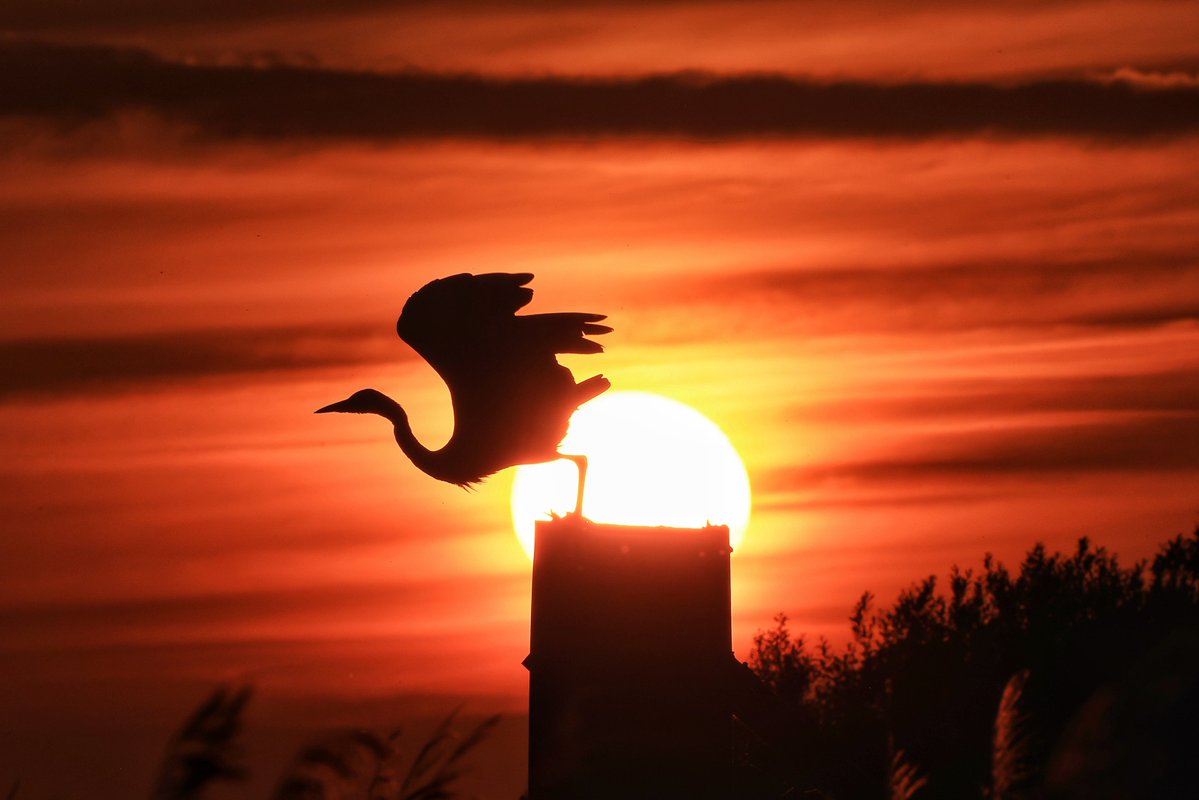 William Hulbert Photography (@wlh1972) on Twitter photo GM! For #SundaySharing please share or QP your favourite #photooftheweek.
There is no theme and anyone can join in: please do!
My #photo is a heron launching off at sunset. Delighted the <a href="/EDP24/">Eastern Daily Press</a> used it yesterday 🙏🙏
Look forward to seeing yours. GM! For #SundaySharing please share or QP your favourite #photooftheweek.
There is no theme and anyone can join in: please do!
My #photo is a heron launching off at sunset. Delighted the <a href="/EDP24/">Eastern Daily Press</a> used it yesterday 🙏🙏
Look forward to seeing yours.