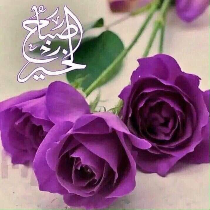 <a href="/Ahmeeeed102/">نبض السلطنة 54K</a>